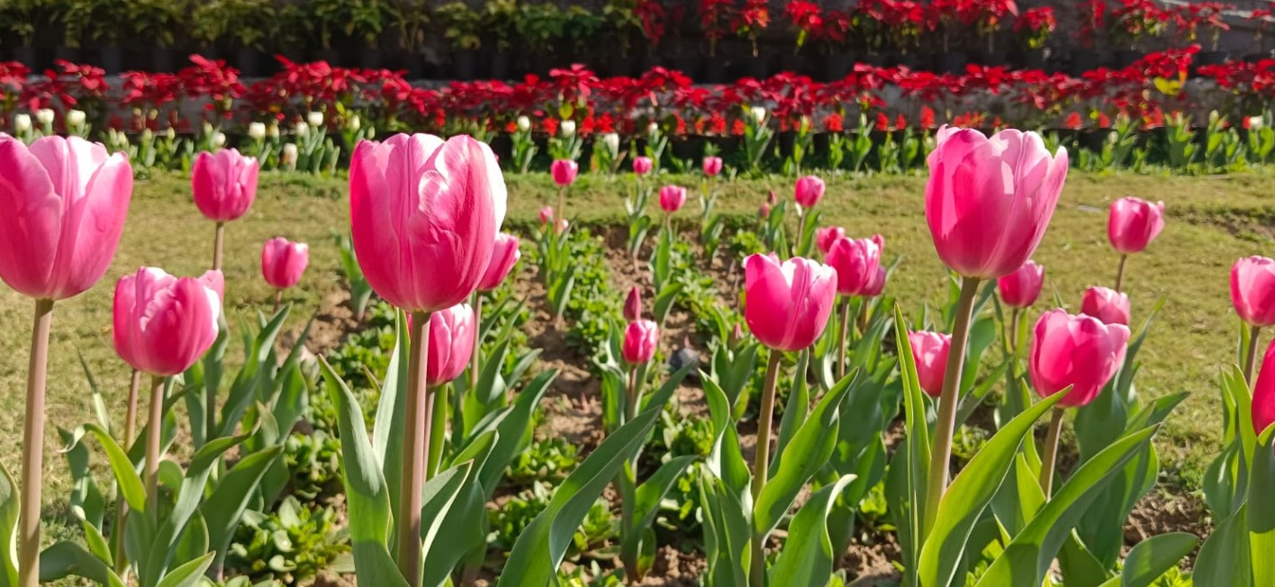 Tulip Festival Delhi 2023 Bright Colours of Imported Tulips at Shanti